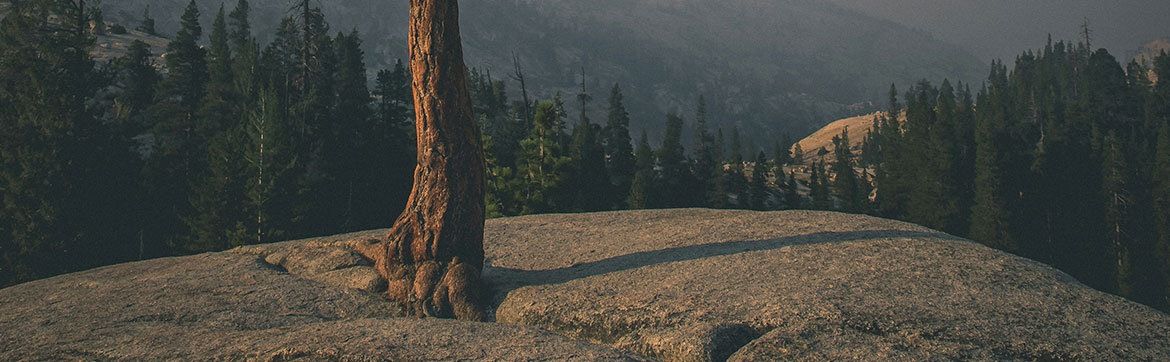 A tree stump in front of a woods