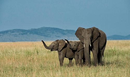 African Elephants