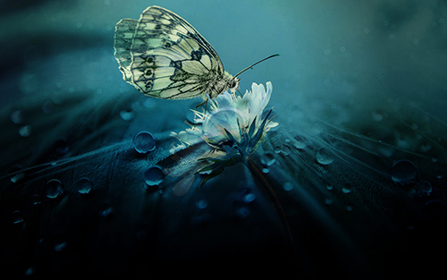 A picture of a marbled white butterfly