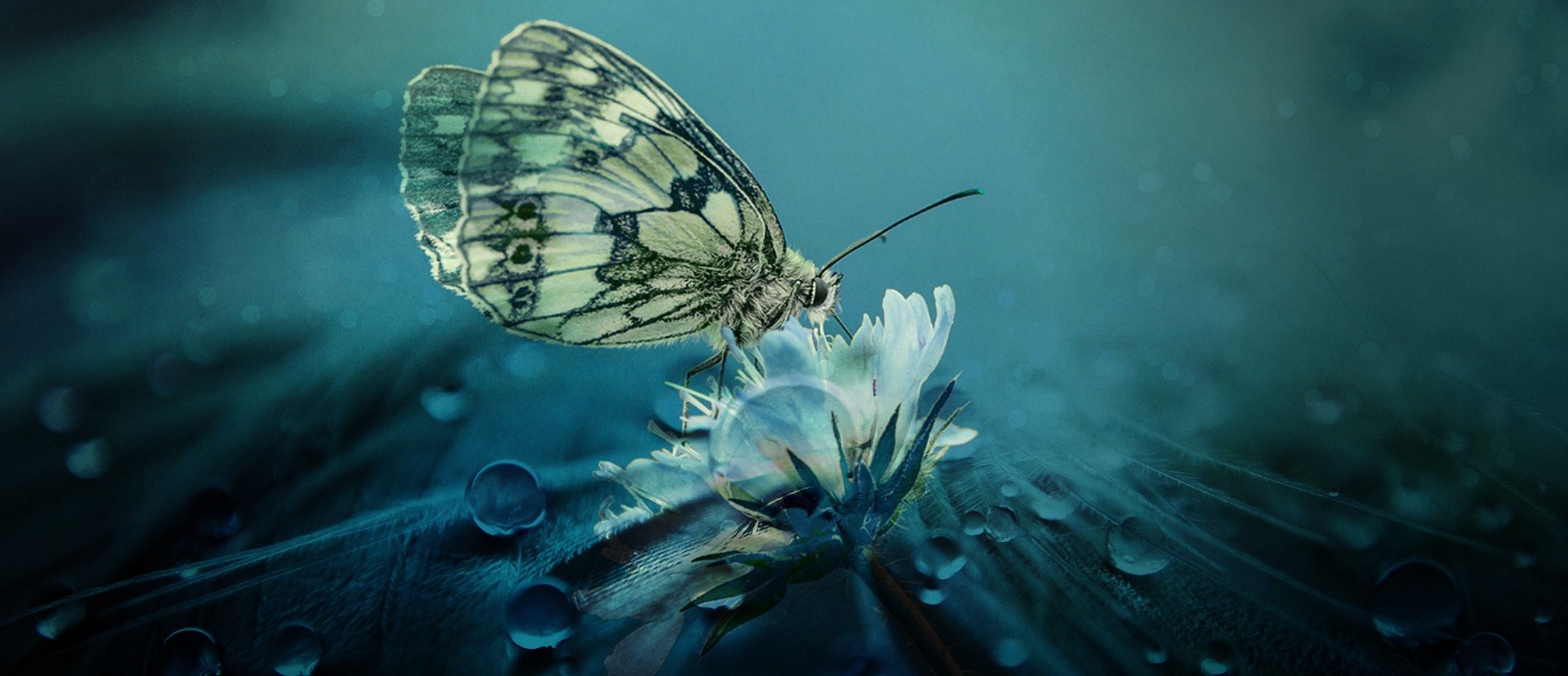 A photo of a marbled white butterfly