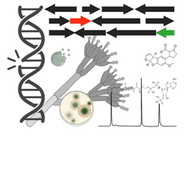 Fungal biotechnology