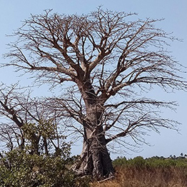 A baobab tree