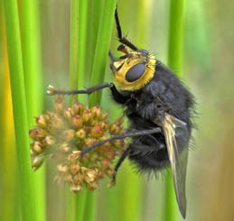 Hoverfly