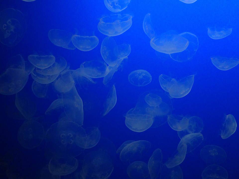 Jellyfish