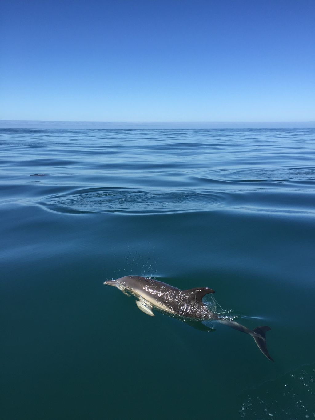 Dolphin in the sea