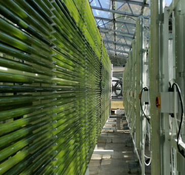 Algae in tubes