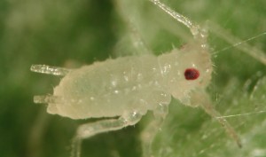 Aphid