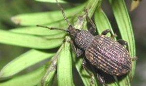 Black Vine Weevil