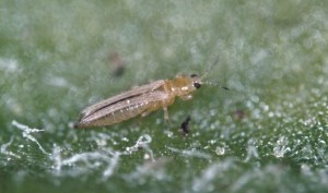 Thrips