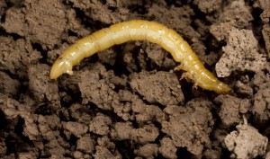 Wireworm