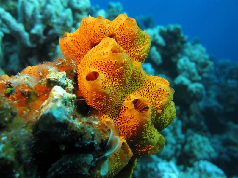 bright orange fish with blue coral