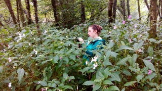 Himalayan Balsam