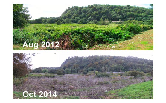 Knotweed control progress