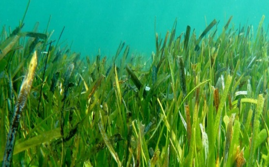 Richard Unsworth Seagrass Image 