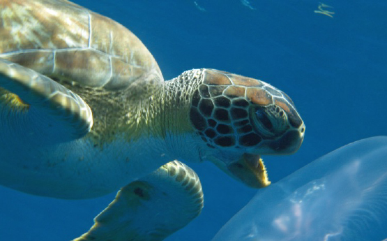 Turtle in blue water with a jellyfish