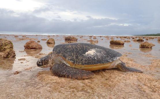 Turtle on a beach