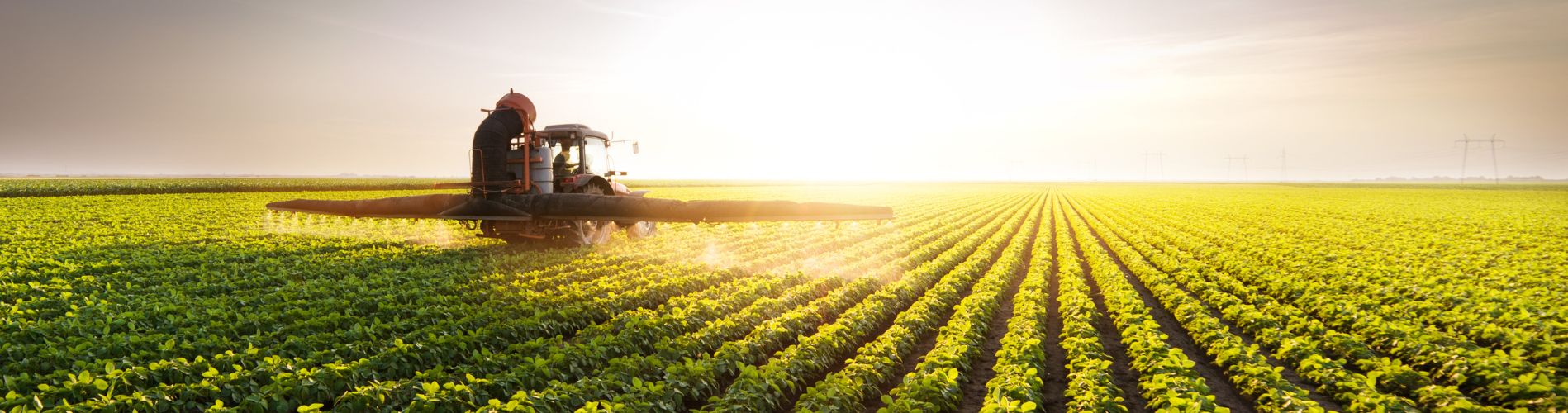 Field of crops