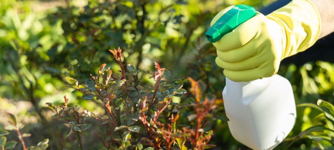 IPM - Spray bottle