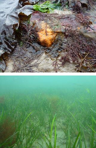 Rocky shore and seagrass