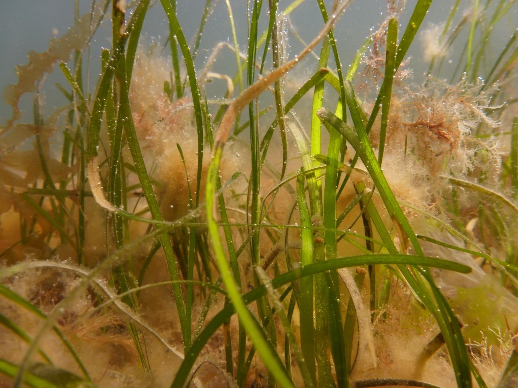 Seagrass under water