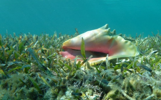 Seagrass Conch shell 