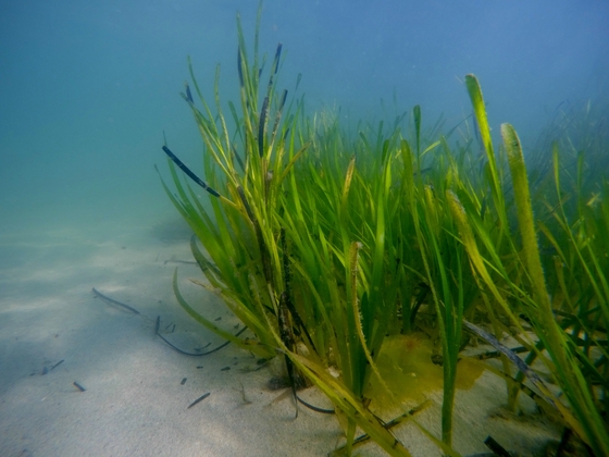 seagrass underwater