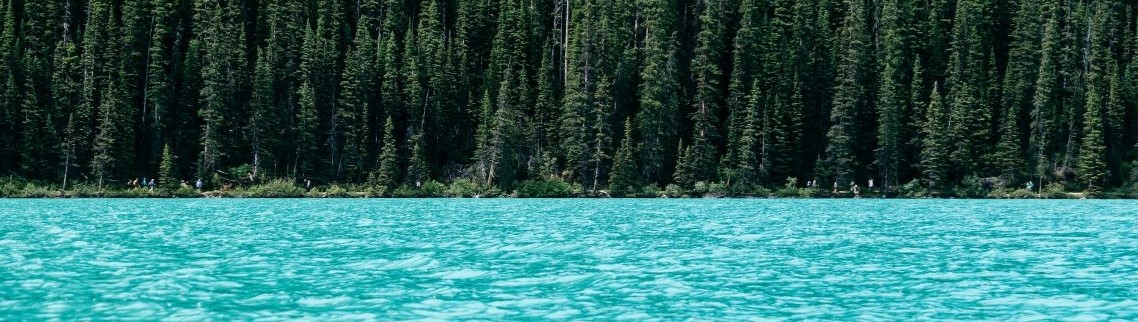 trees and lake in canada