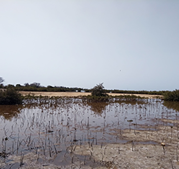 Mangrove restoration