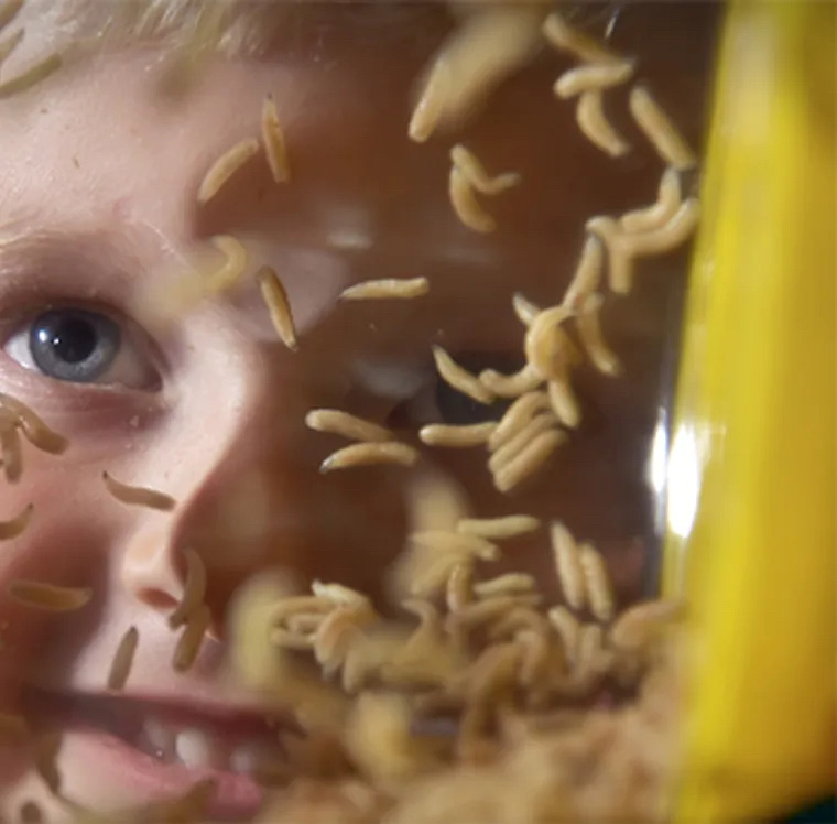 boy looking at maggots