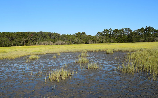 Wetland 