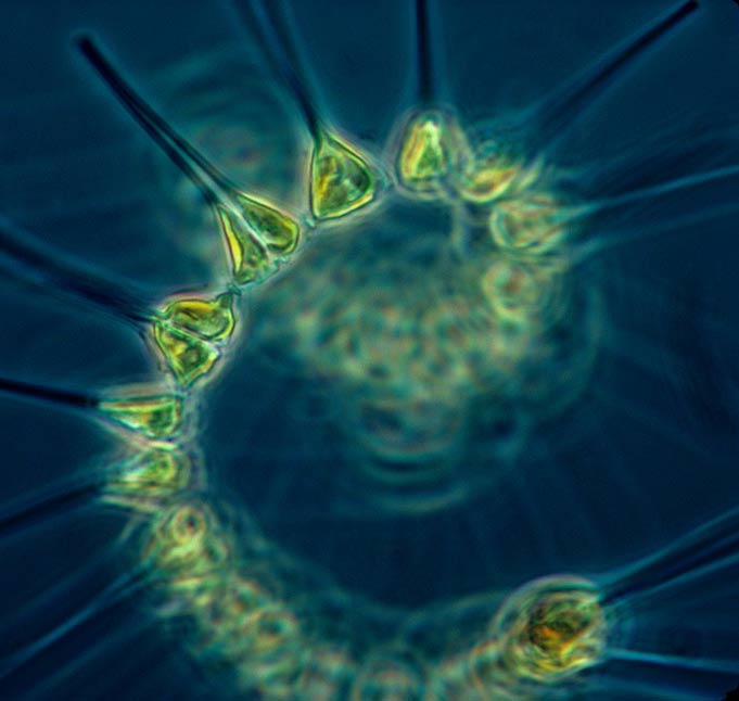 Phytoplankton