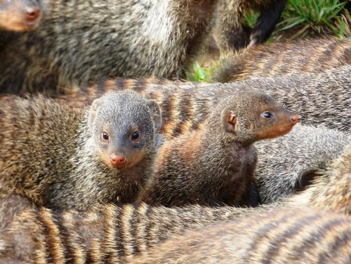 banded mongoose