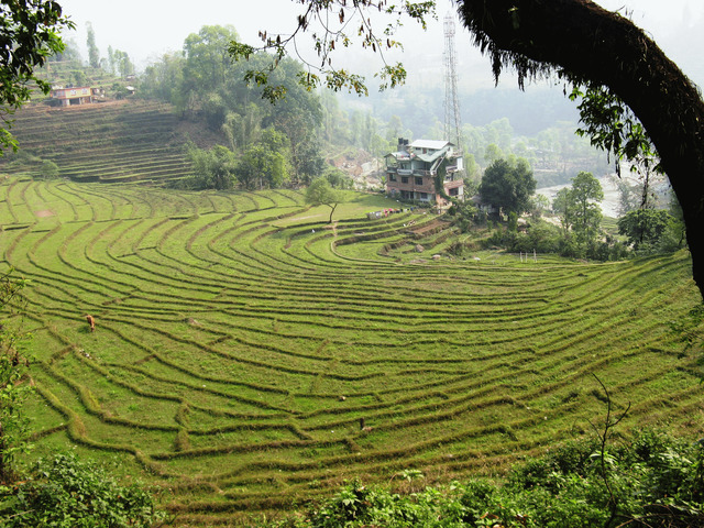 Green fields in Thailand