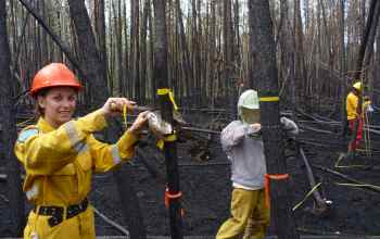 Student accessing a tree damaged by wildfire