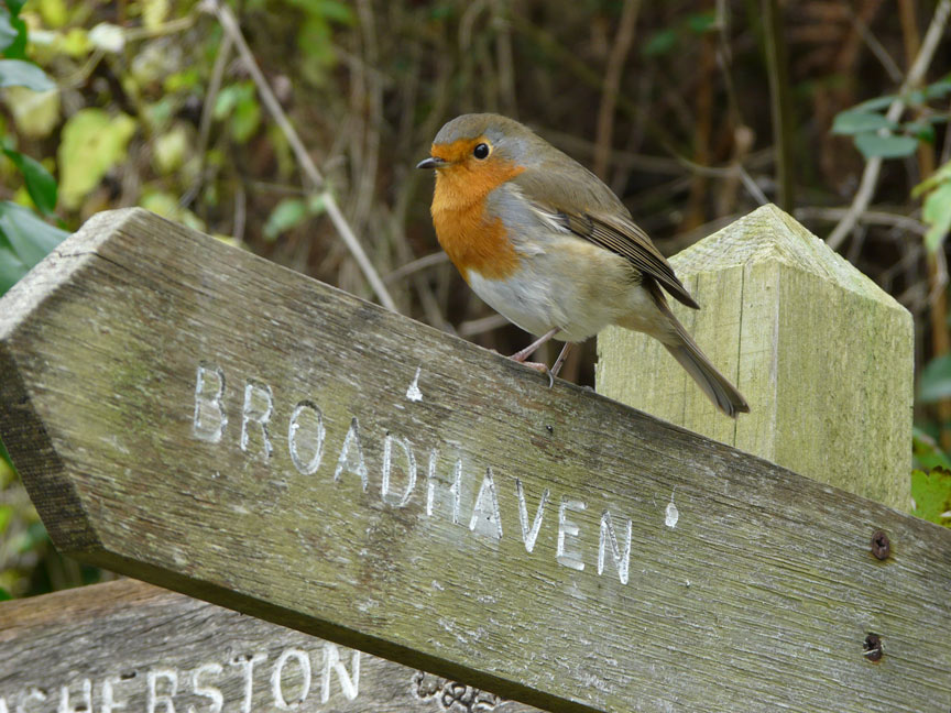 Robin yn eistedd ar arwydd pren ar gyfer Broadhaven