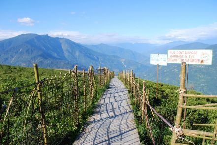 Tea Gardens Sikkim 2016 Kaide Macaulay 