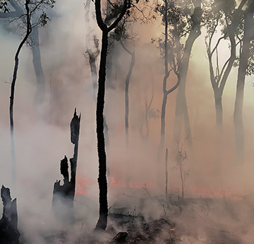 Trees after fire