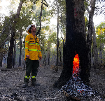 Tree on fire