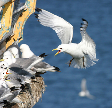 Kittiwake diolch i Ian Tew