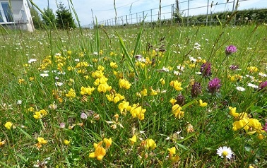 Bywyd gwyllt yn ffynnu mewn gardd gymunedol newydd 