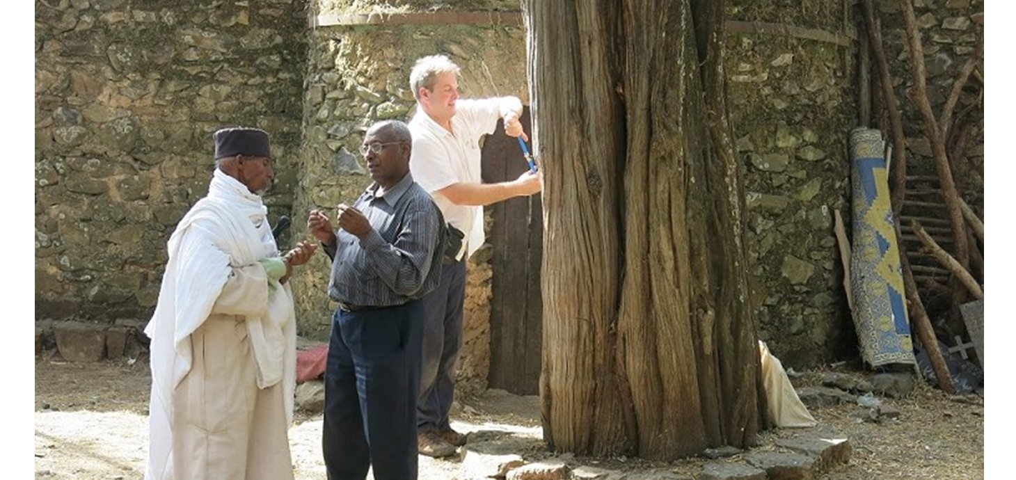 Gwnaeth Dr Iain Robertson o Adran Ddaearyddiaeth Prifysgol Abertawe, ynghyd â Dr Zewdu Eshetu o Brifysgol Addis Ababa yn Ethiopia, arwain tîm rhyngwladol a nododd sampl o goed merywen yn Ethiopia.