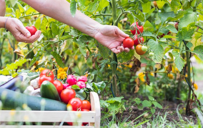 Dwylo'n pigo tomatos o blanhigyn, a basged o lysiau wedi'u casglu yn y blaendir