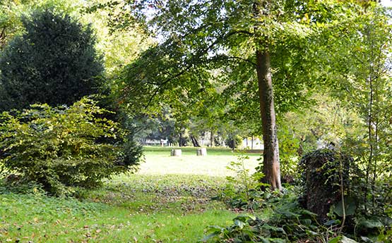 Trees within the Singleton Park Campus nature trail