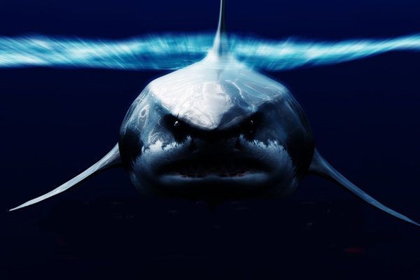 Megalodon