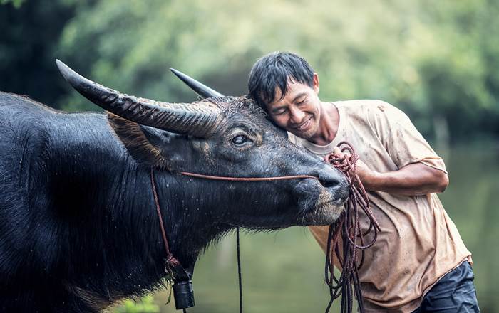 Man with a brown cow