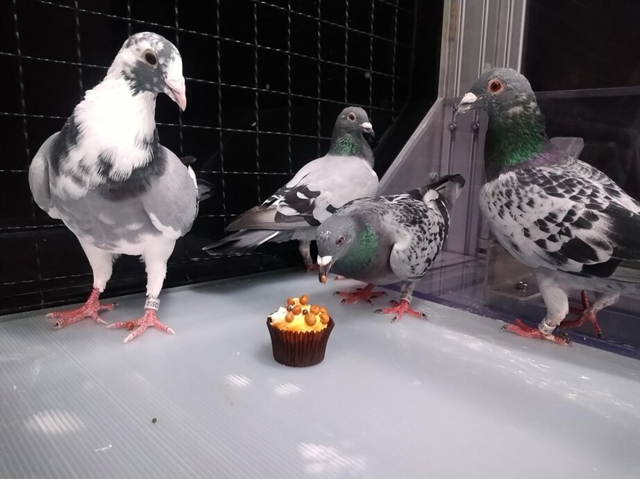 Pigeons