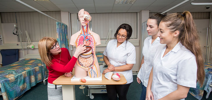 Student looking at Heart Model 