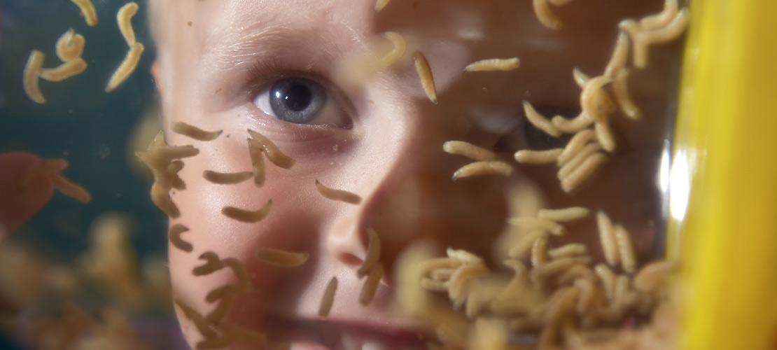 Boy looking at Maggots at Swansea Science Festival