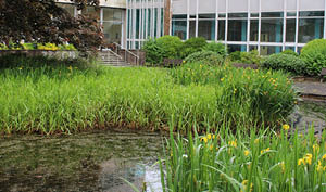 Wellbeing Garden