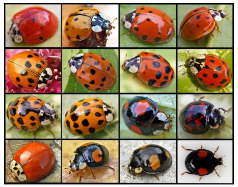 Several images of Harlequin Ladybirds